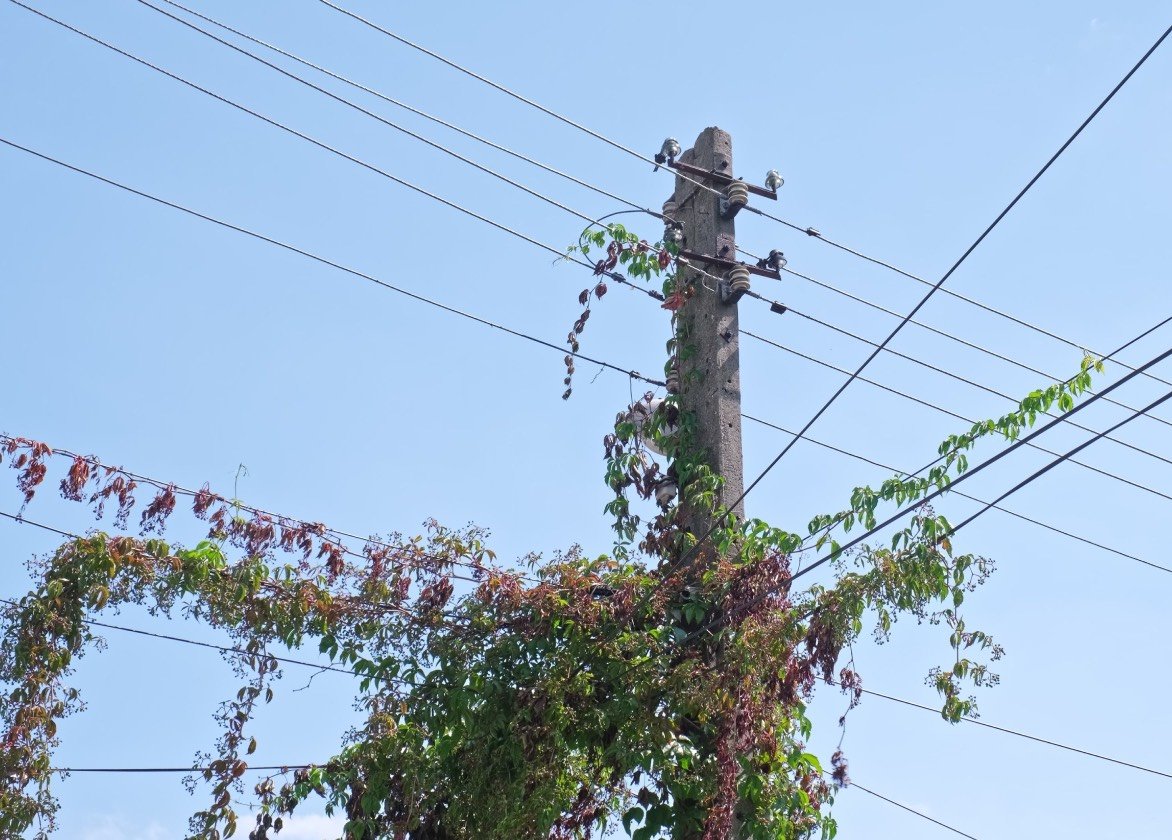 undetected vegetation encroachment